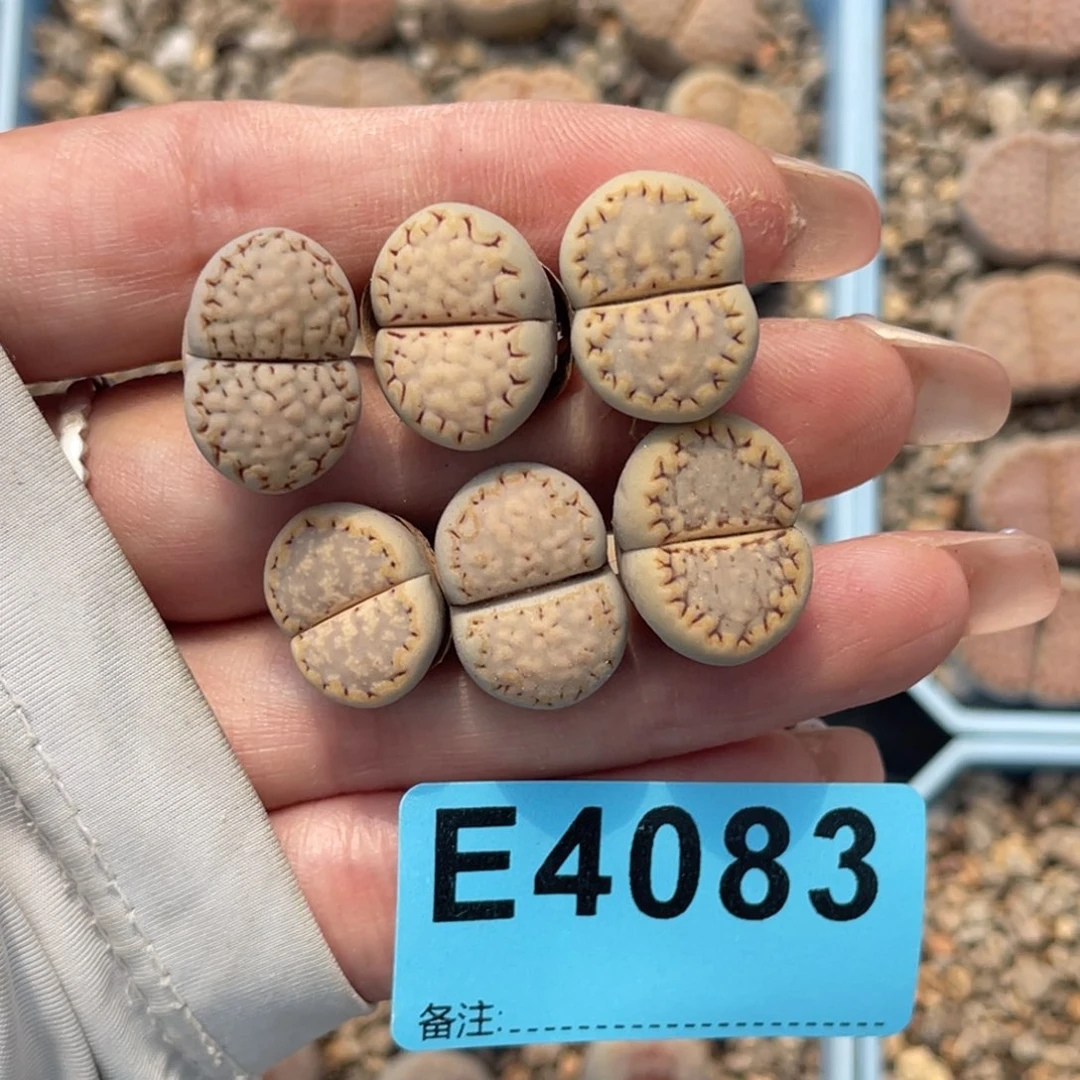 圣****懒4083饼干六颗。