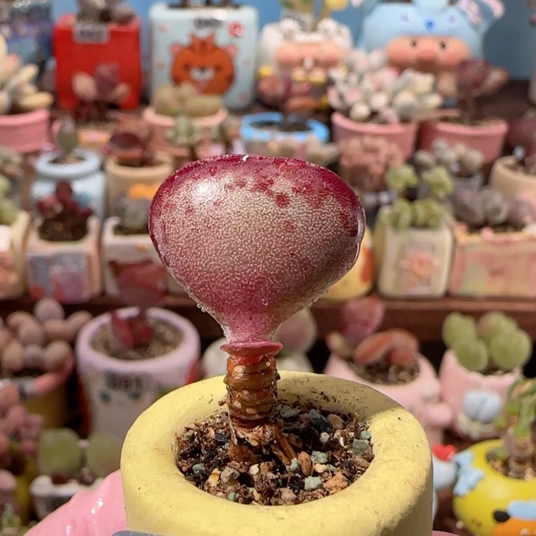 T爱心水泡盆口2cm