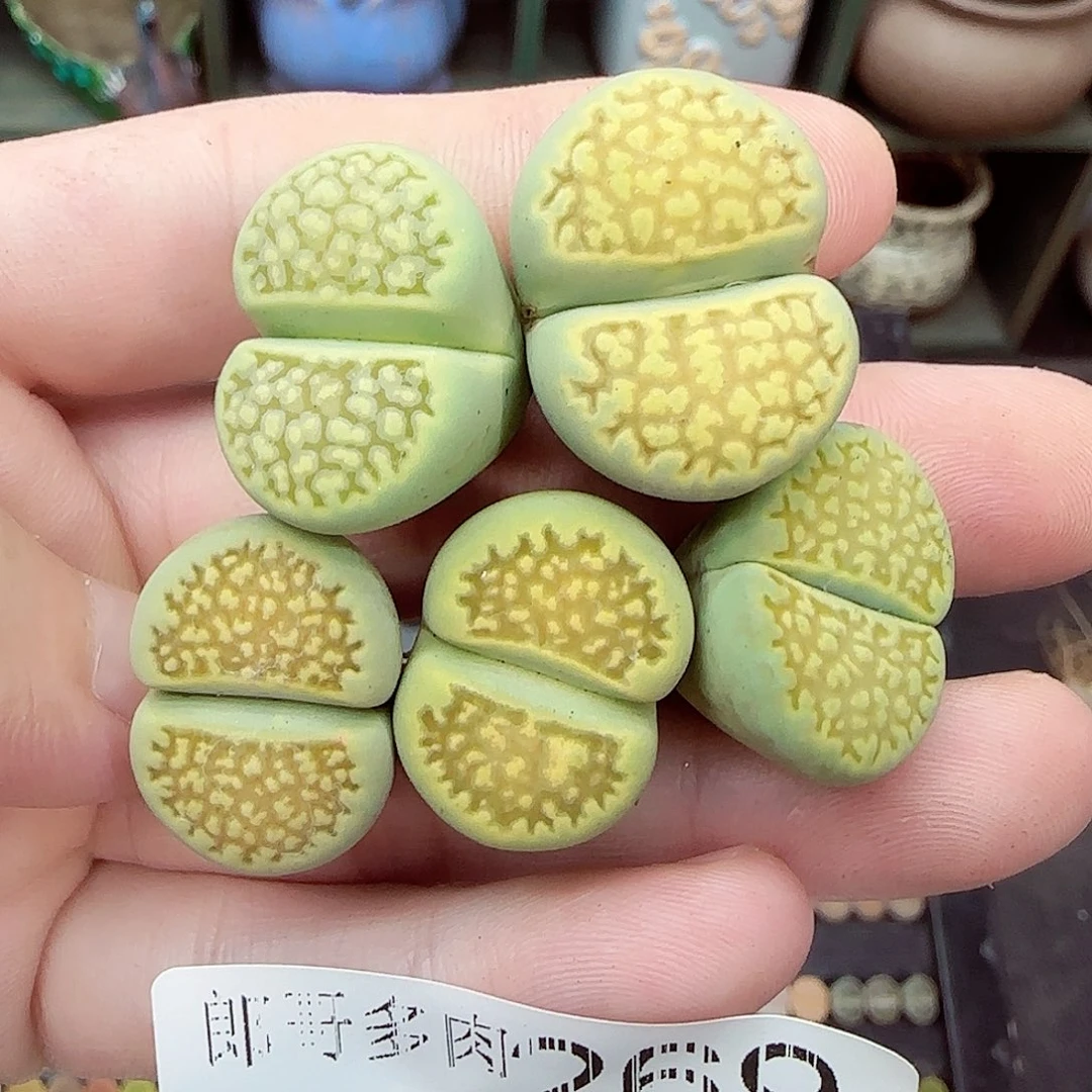 满满18包邮0922-269