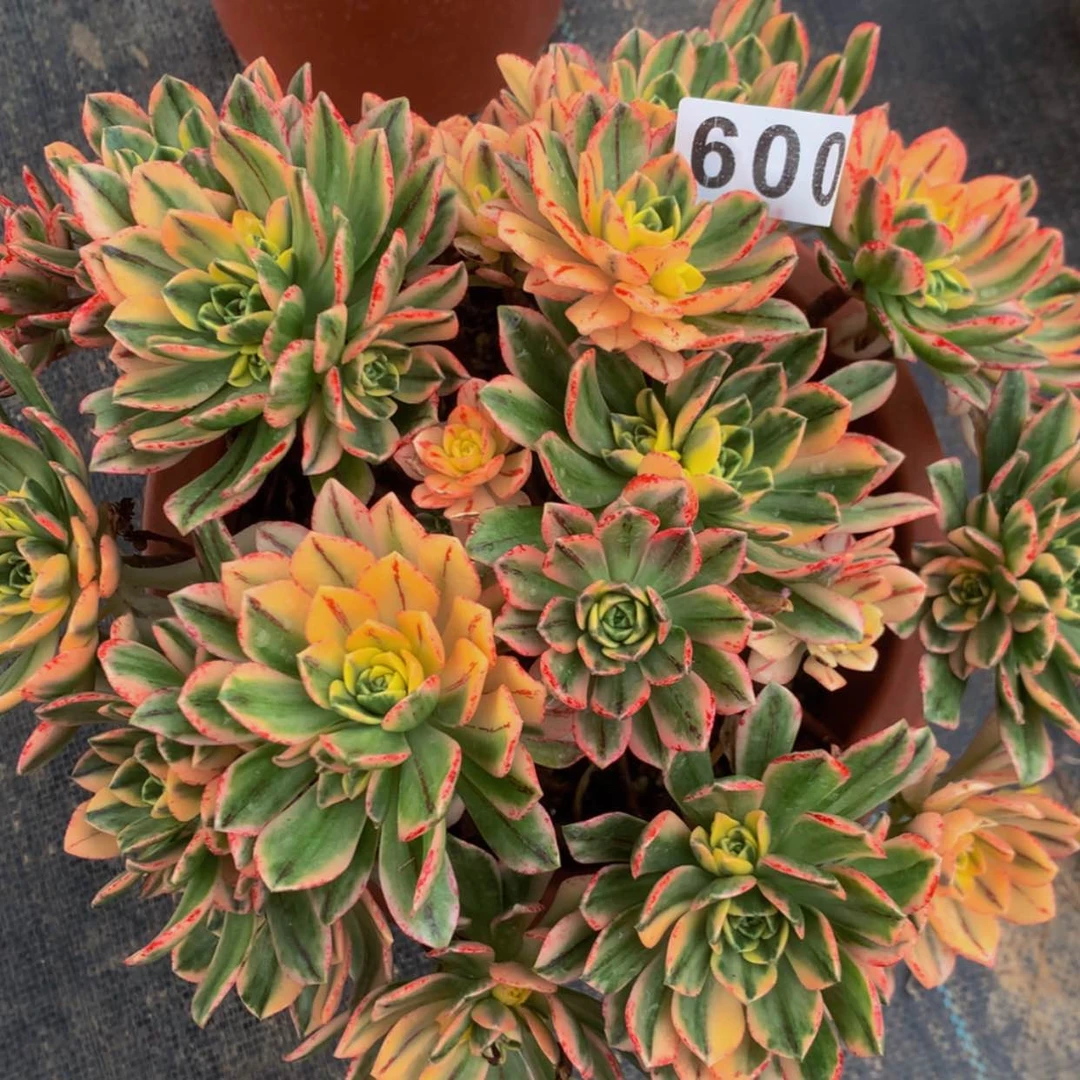 【闪购商品】600甜茶多肉