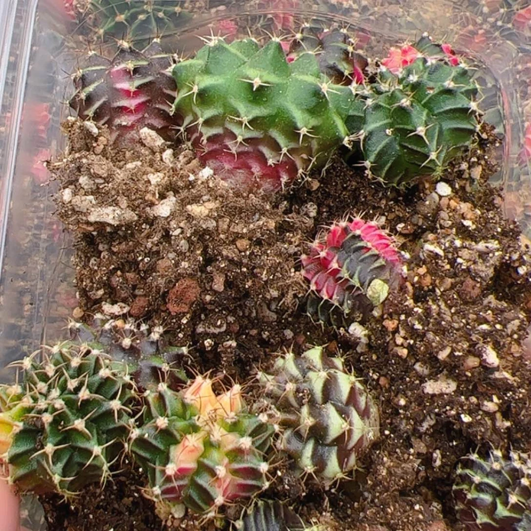 当前无花栽培后可以开花999