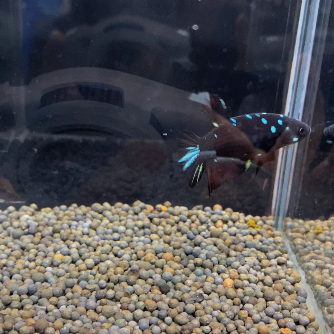 沧***田斗鱼438巨斗11111