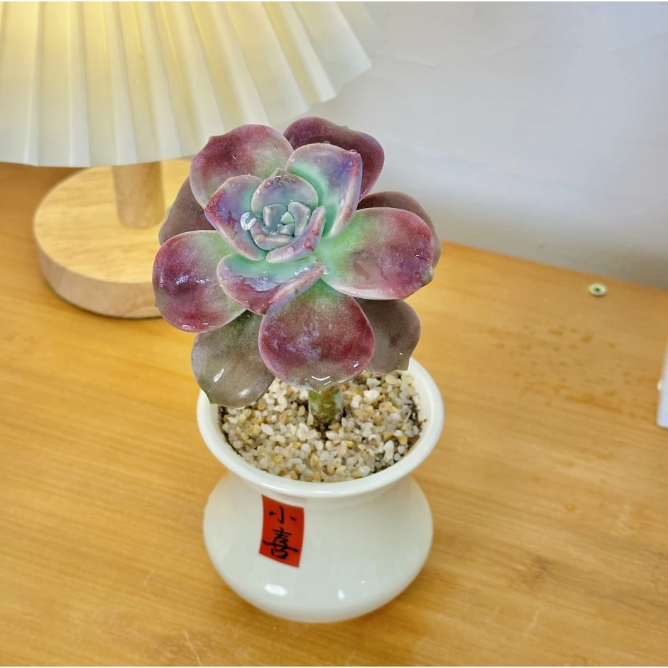 YC多肉植物紫乐绿植花卉好养易活带盆盆栽迷你办公室绿植微景观