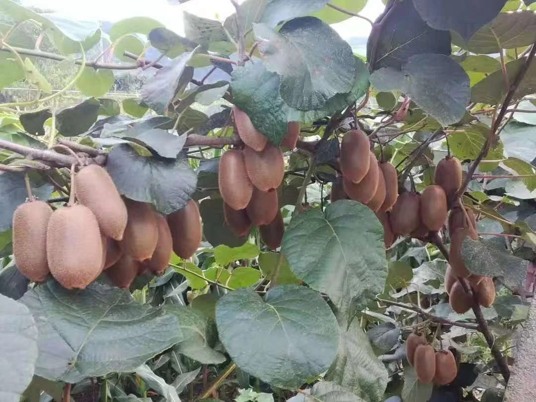 湖南湘西高山猕猴桃新鲜采摘营养丰富➕送食用工具（需要催熟）辣椒