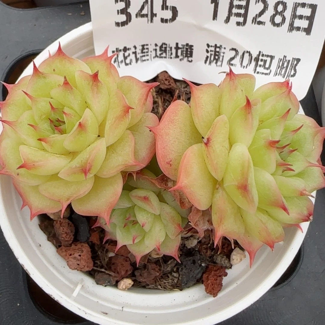 花语逸镜0128-345