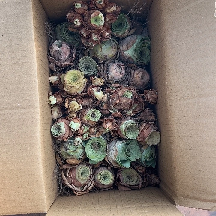 苗苗山地玫瑰多肉瑕疵不售后20