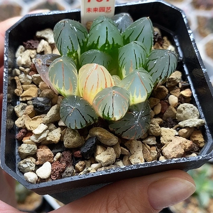 767oh3玉露锦一物一拍