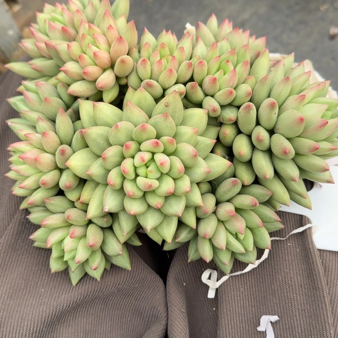 一物一拍精控米其林48