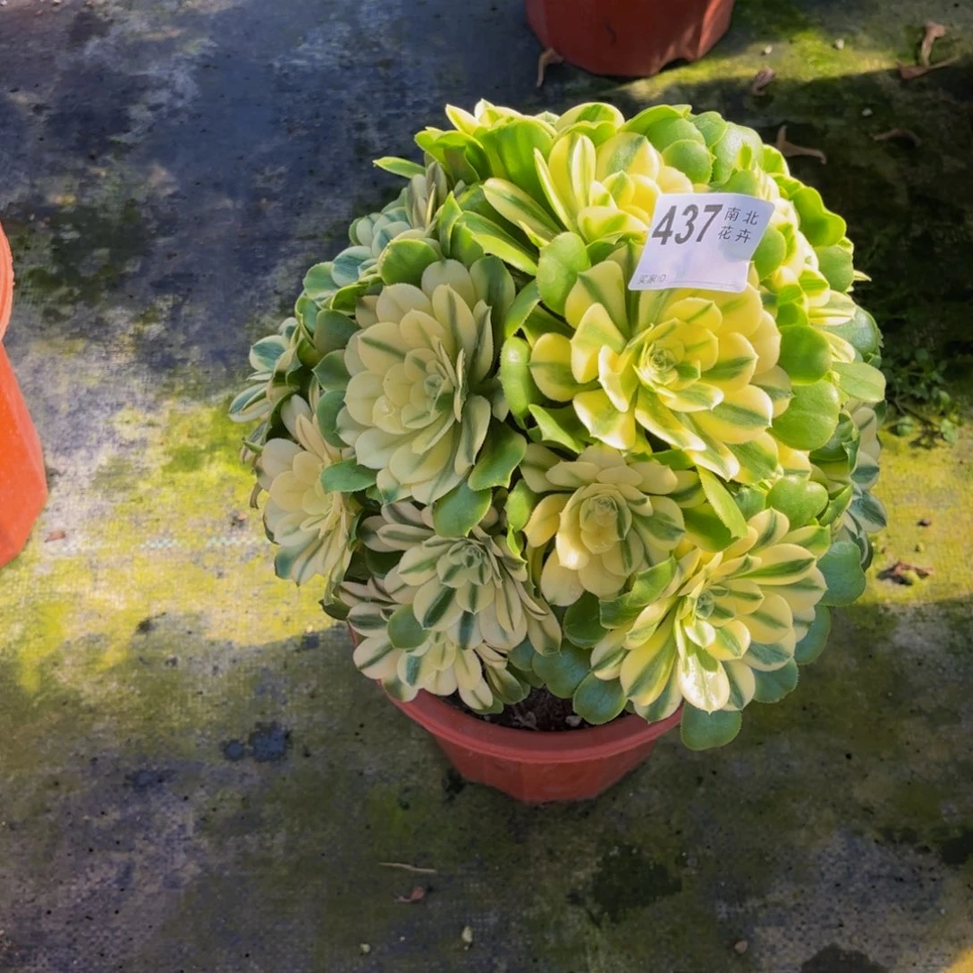 多肉辛尼亚000000437