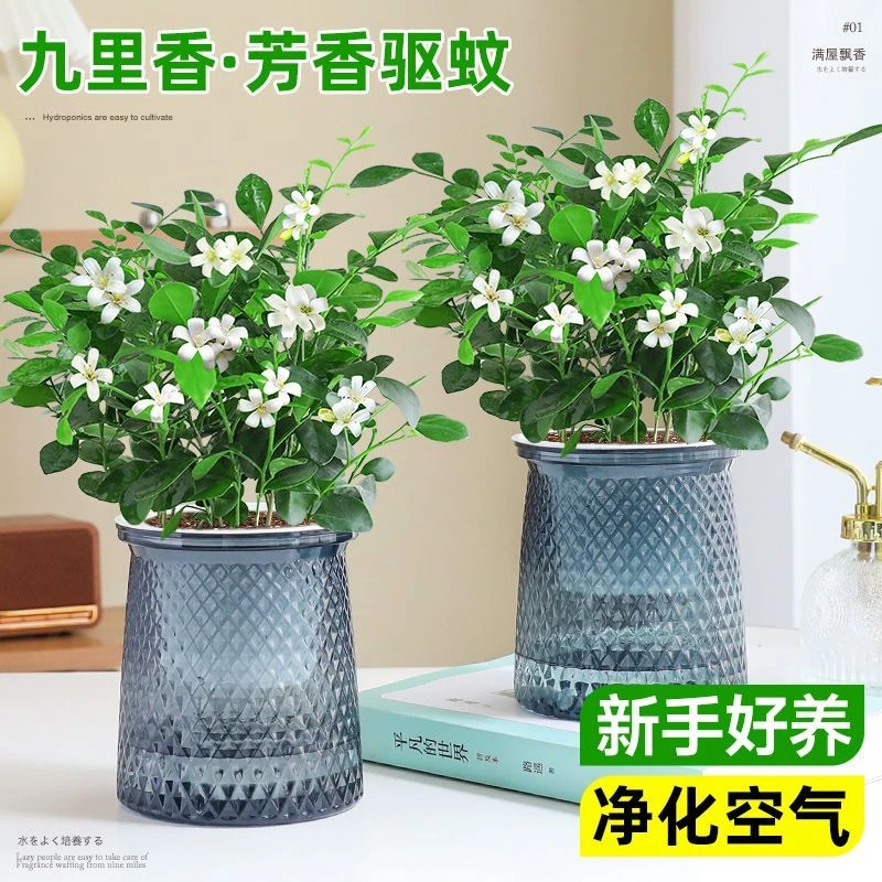 【买一送一】九里香绿植盆栽观叶开花带香易活好养四季室内外办公室
