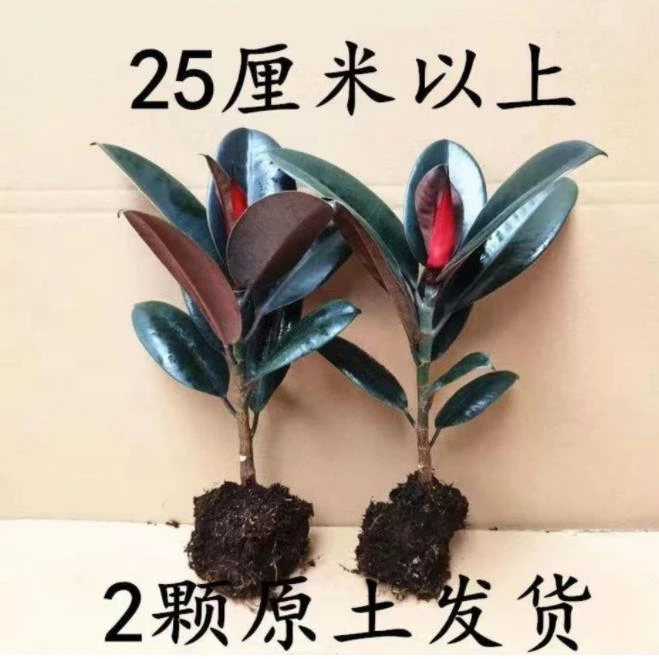 【推荐】黑金刚橡皮树盆栽家庭室内客厅四季长青花卉净化空气绿色