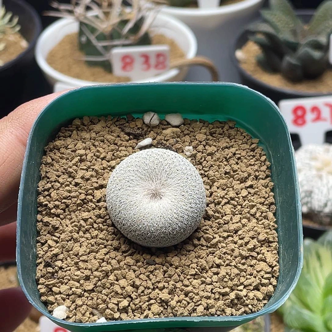 小人帽子带盆土发货包邮