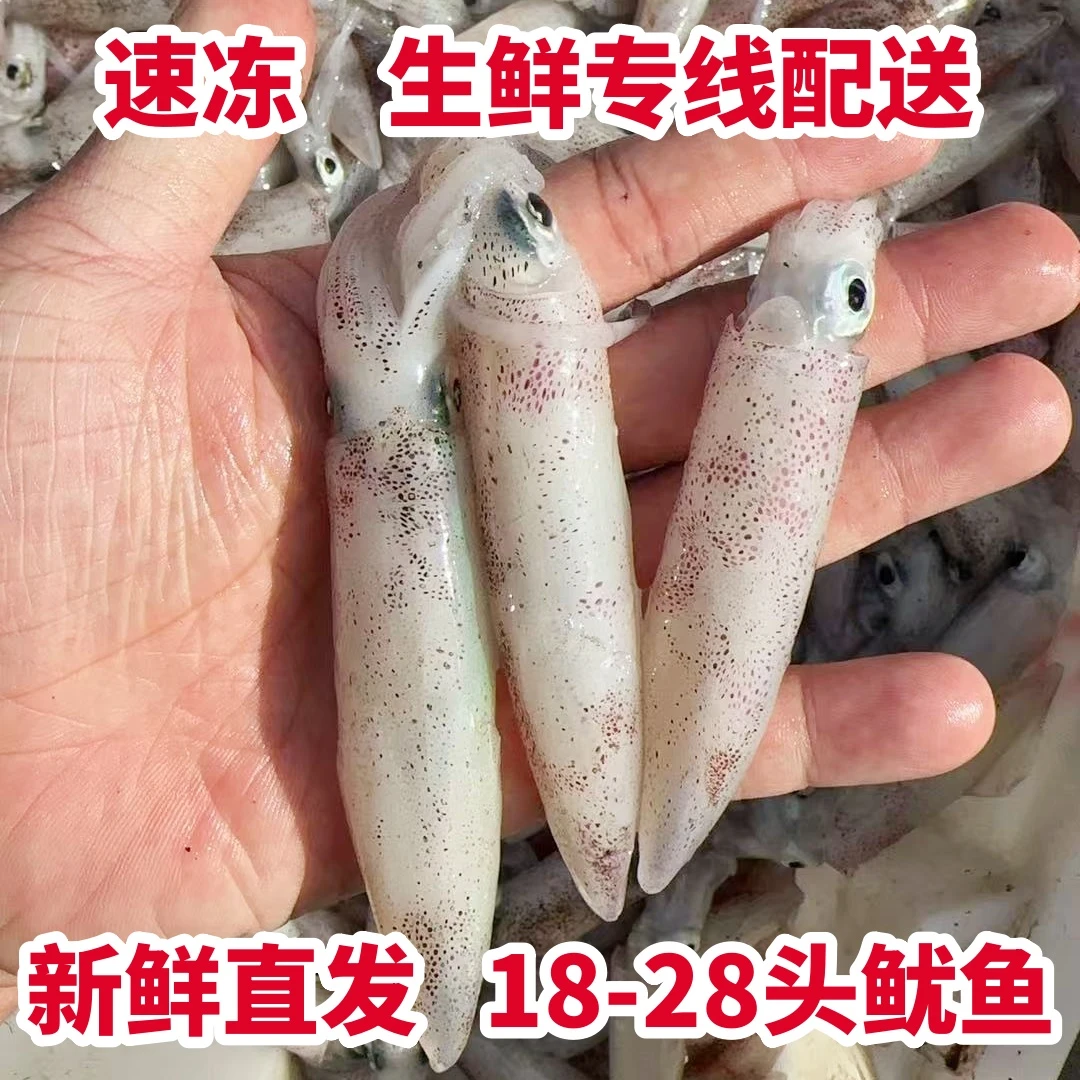 北部湾速冰中鱿鱼18-28头灯光鱿 1斤/盒水开煮20秒切忌煮久精品