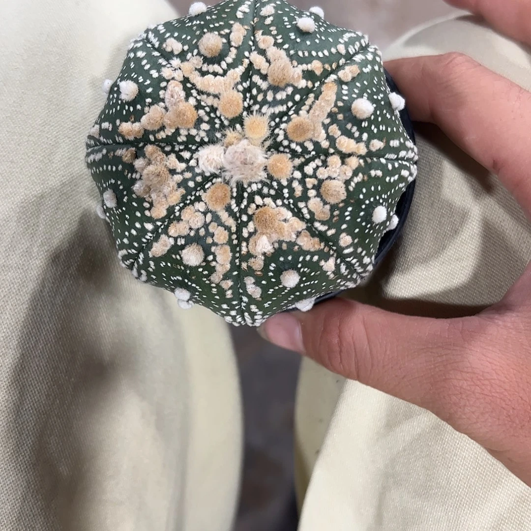 音***声实生花园兜一物一拍