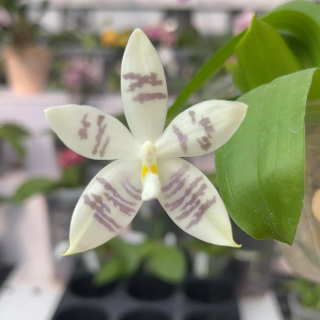 完全开放1460 2.8寸JG2373 一物一拍