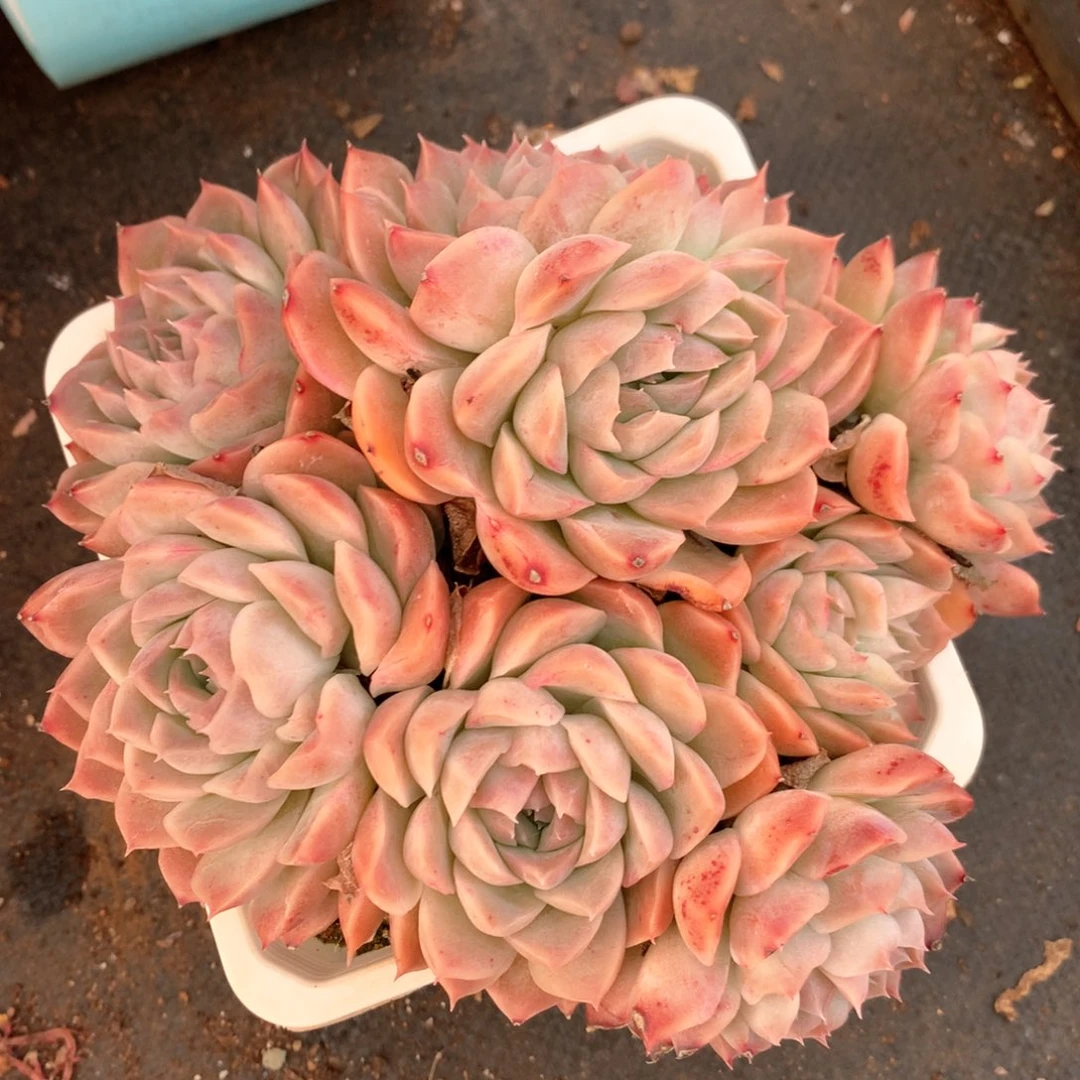 6199不包掉头整散不售后