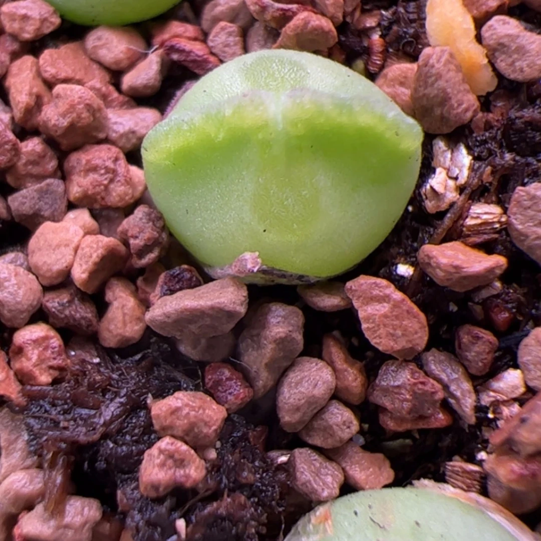 【闪购商品】00000008