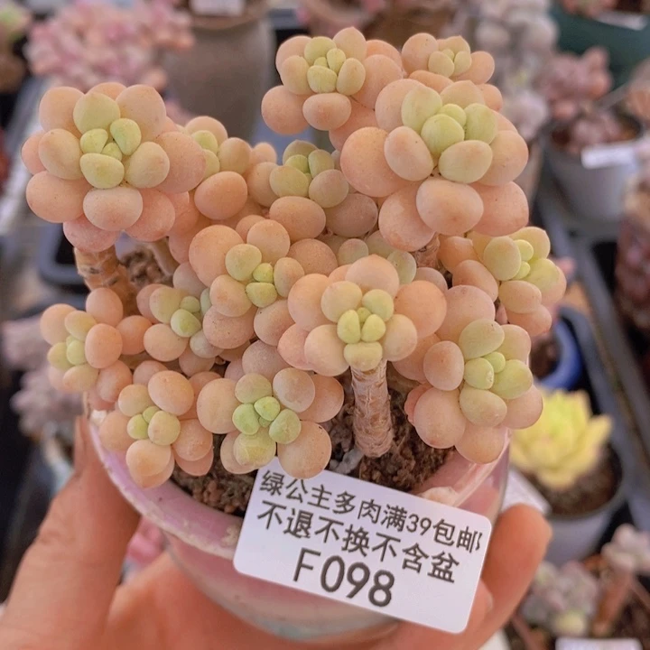 花朵鱼子酱老桩有砍7cm098多肉