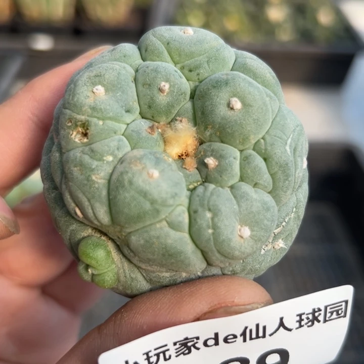 389无根 三月中旬上盆