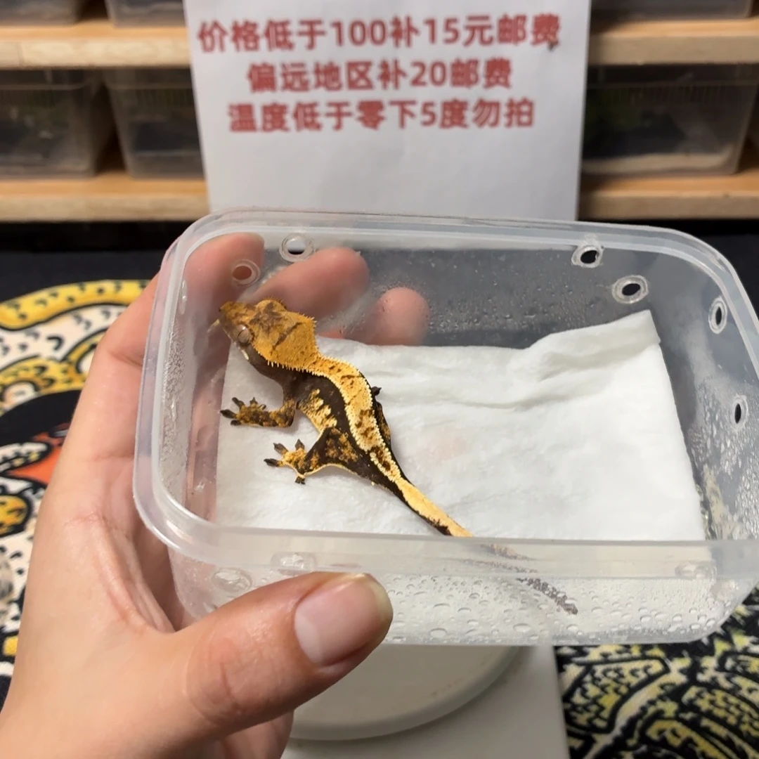 睫角守宫睫角守宫可爱入门