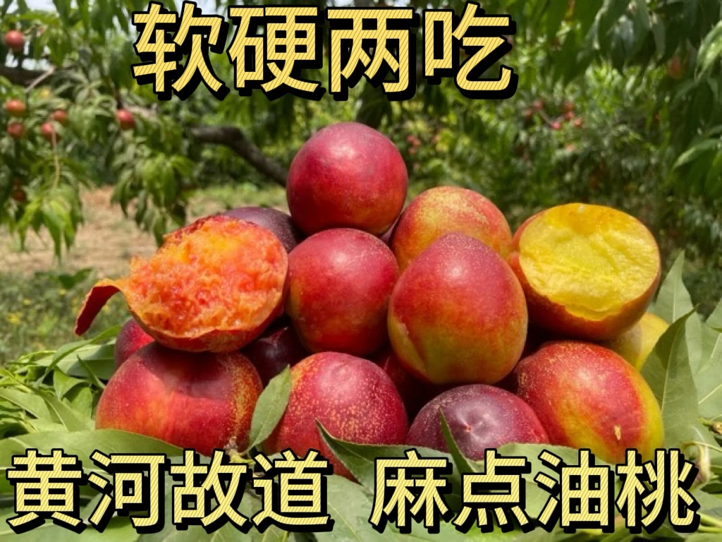 黄河故道沙第油桃 软硬两吃 暴甜 整箱批发当季新果新鲜直发