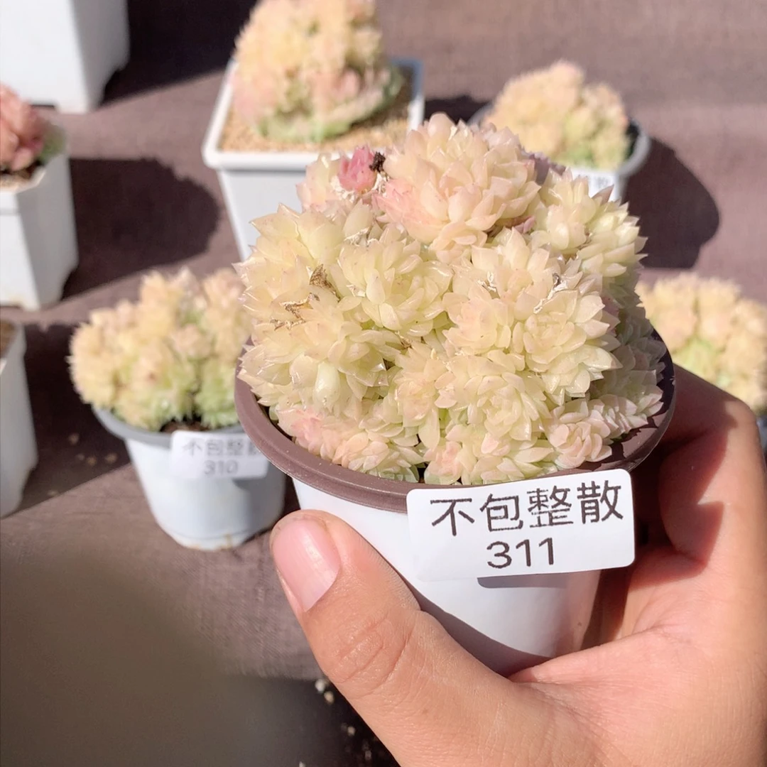 311麦秆群不包整散