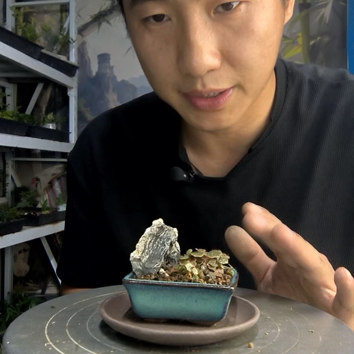 鹿*中青园艺一物一拍281