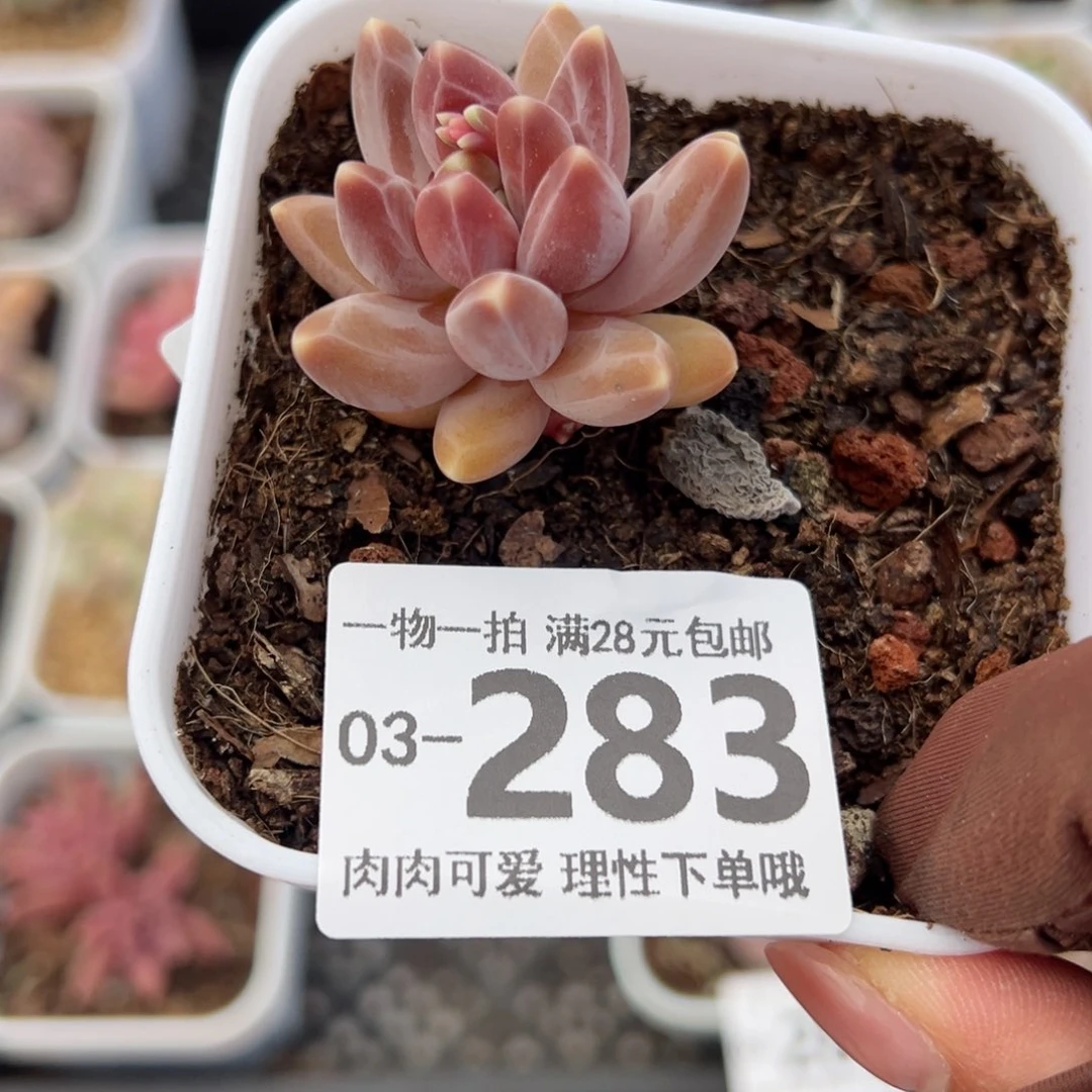 乌拉克拉多肉多肉多肉多肉多肉