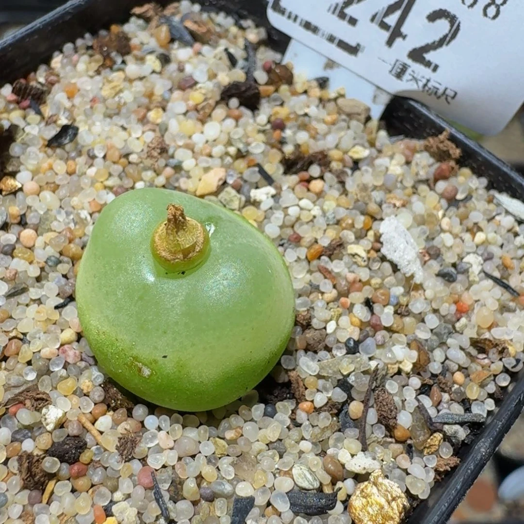 Sssss精品生石花242卡1.6