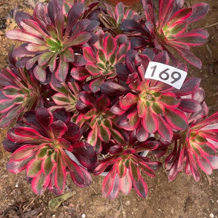 无花朵169多肉植物香奶奶