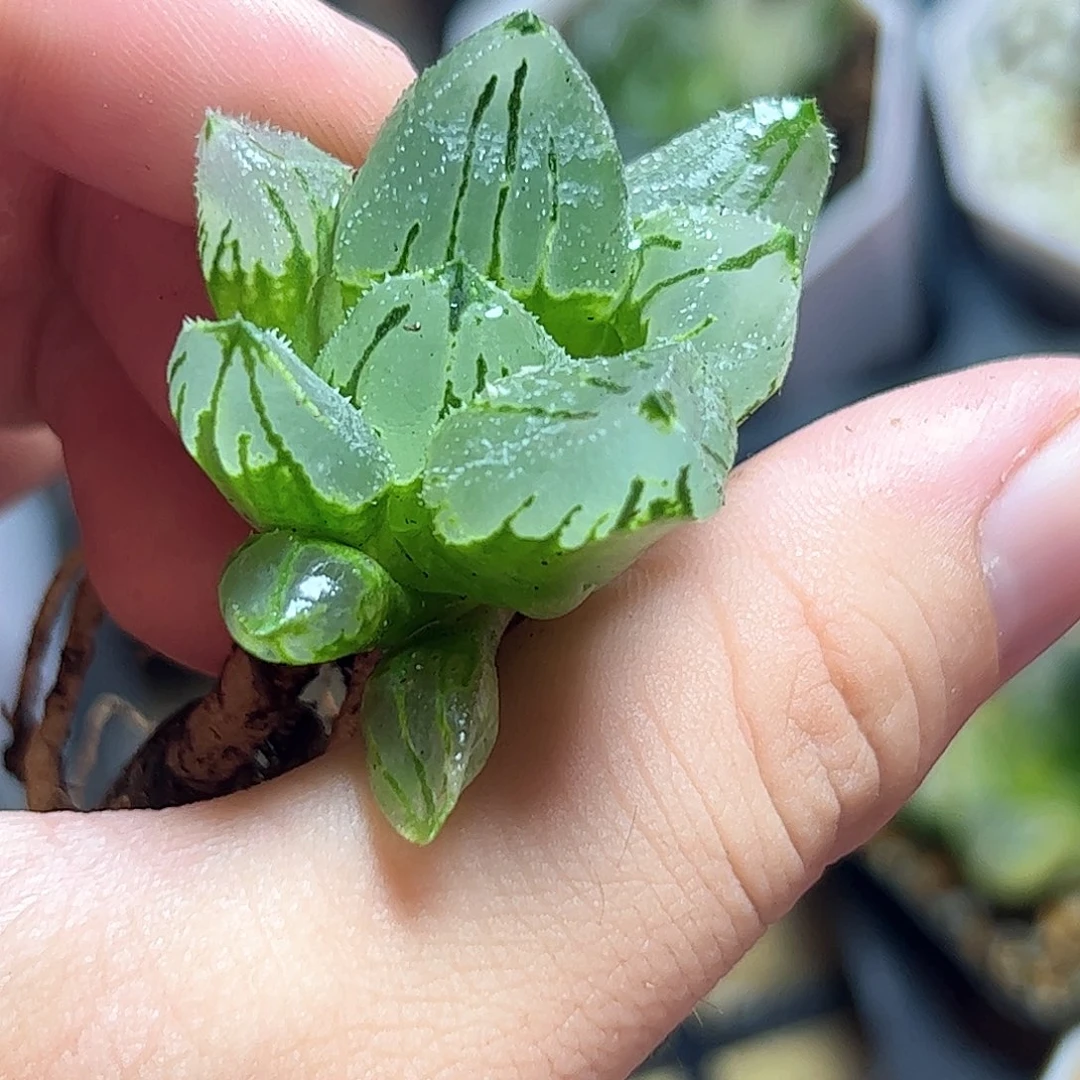 实生冰城寿十二卷多肉