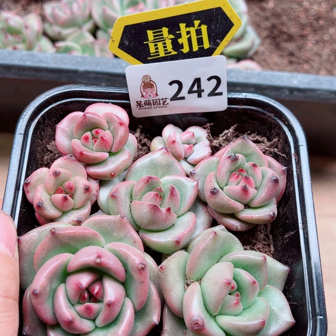 多肉植物多肉植物