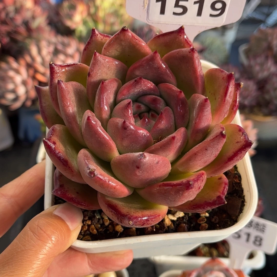 1519 天冷地区必拍保温箱