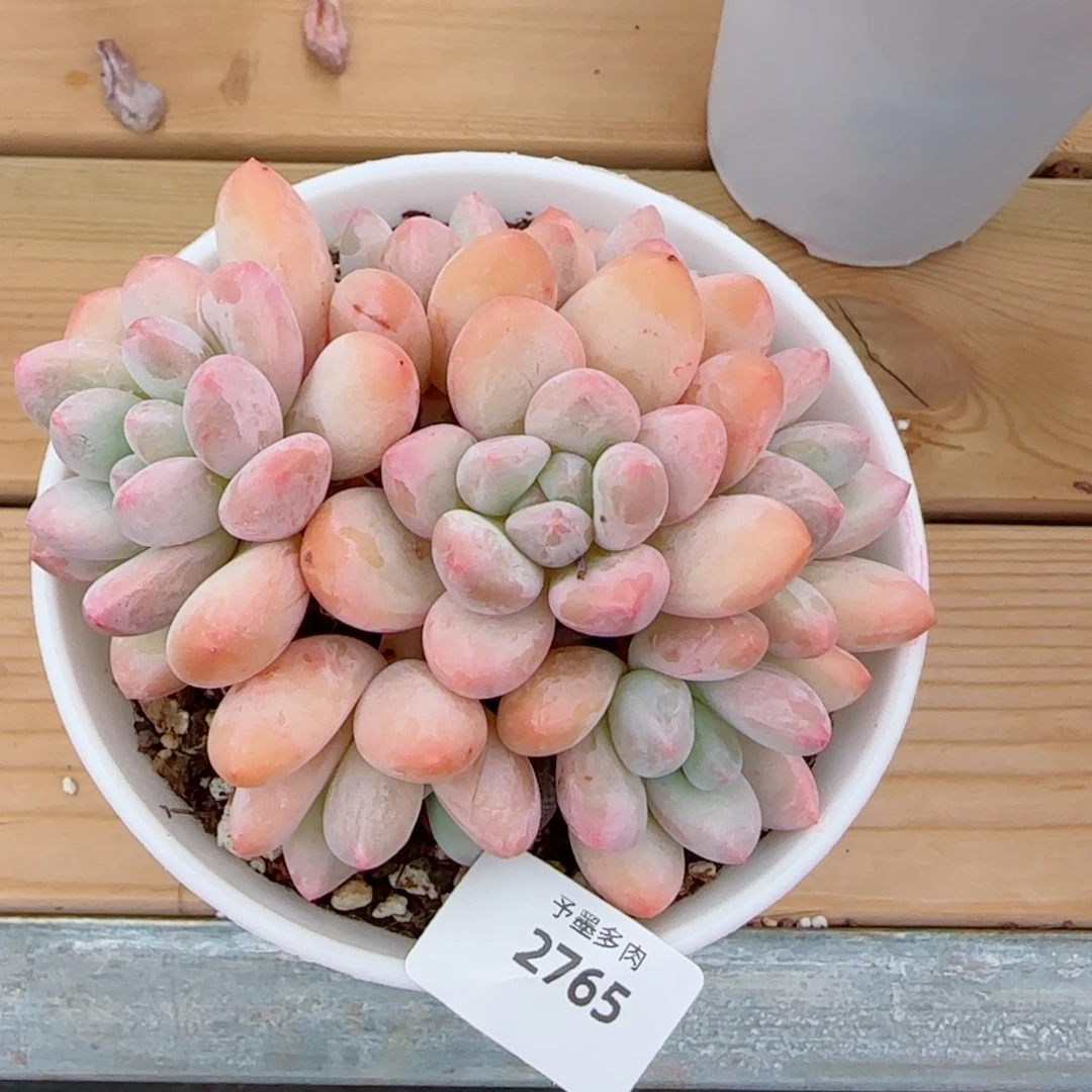 时***好香水无砍，2765多肉植物