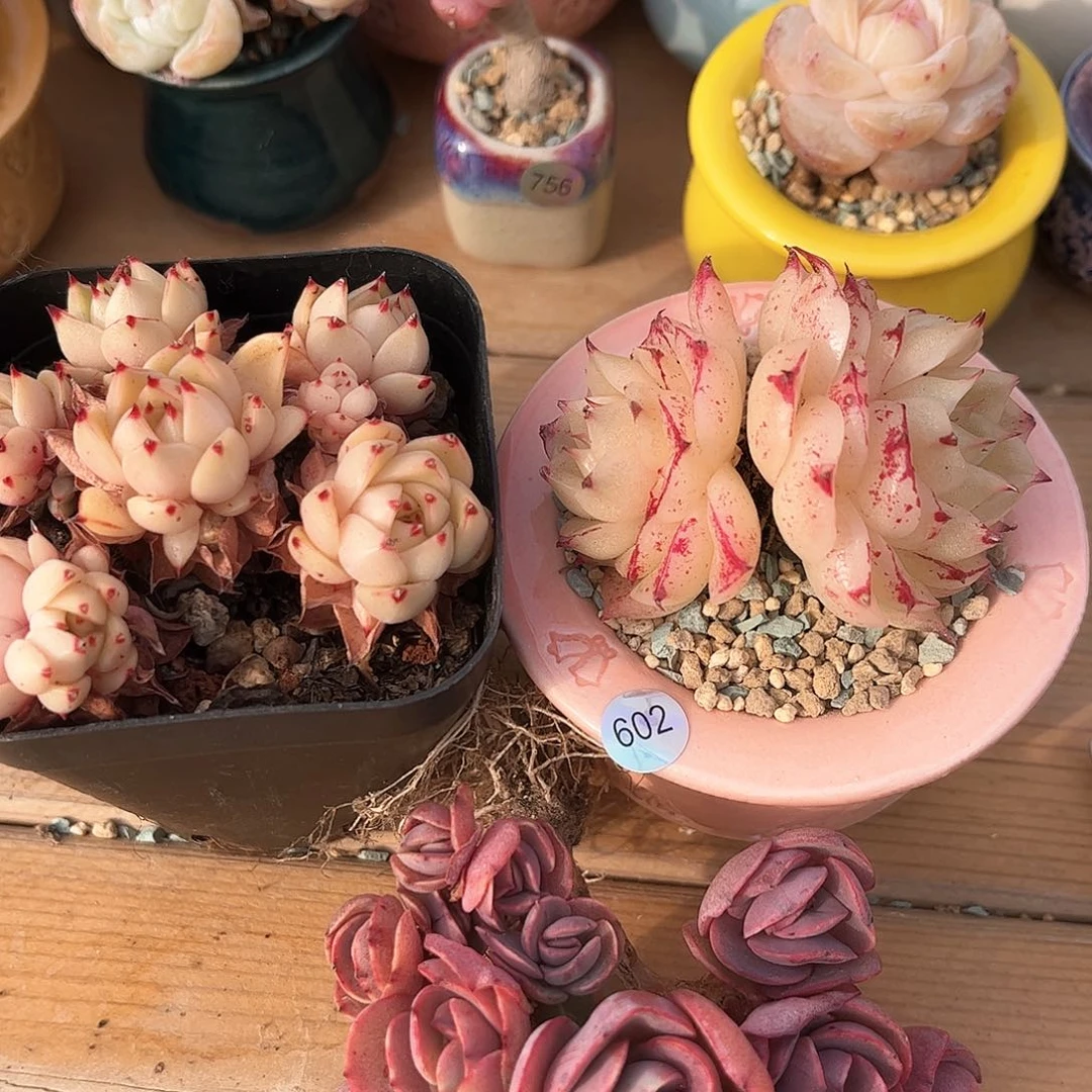 Q***果602 多肉含盆土30元包邮除偏远