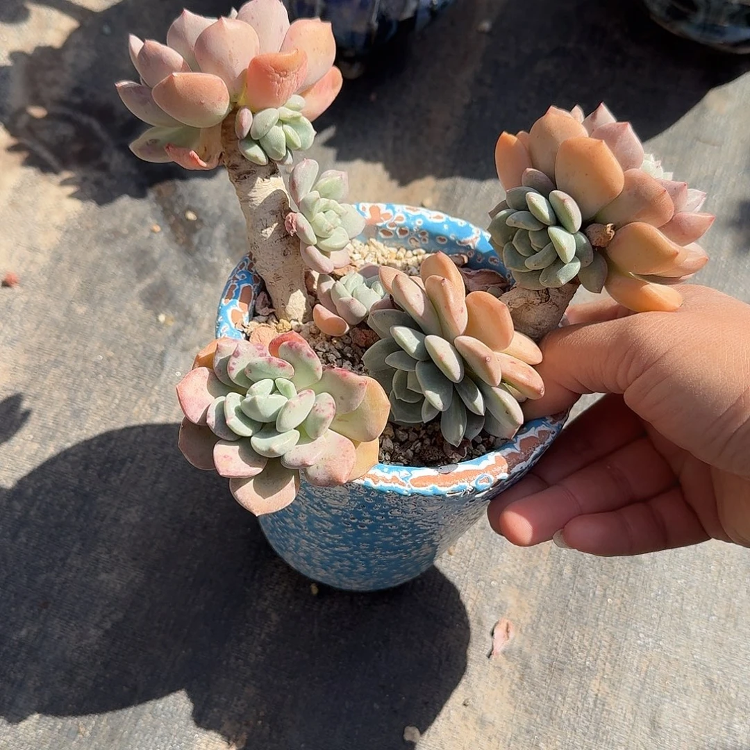 花斑鹿带盆多肉植物