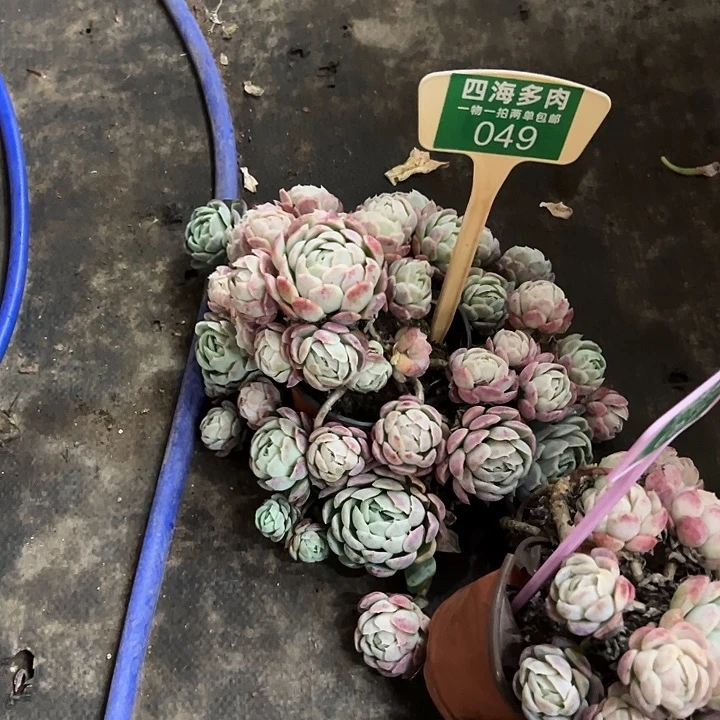 煥***贝瑞多肉植物精华049