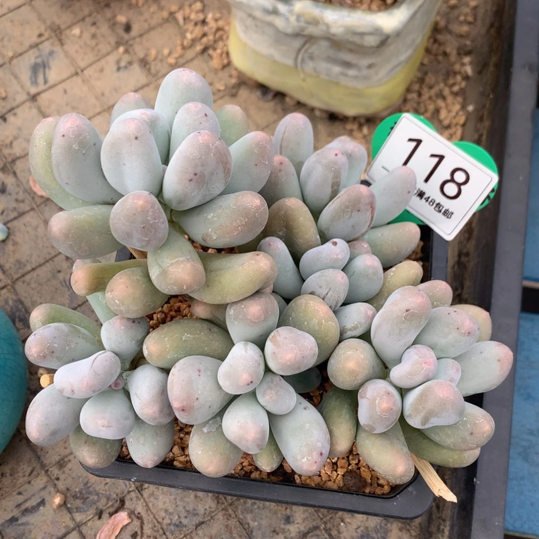 米可奶无砍老桩118