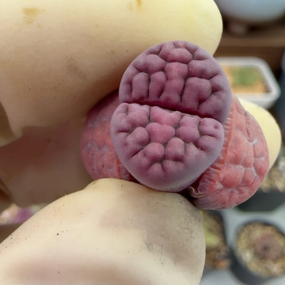 254阿克玫瑰福利