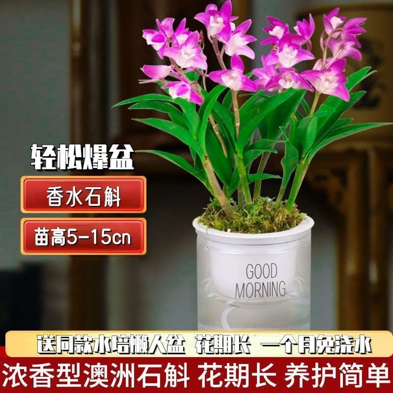 带花苞澳洲香水石斛兰花浓香型四季开花室内桌面绿植盆栽花卉好养