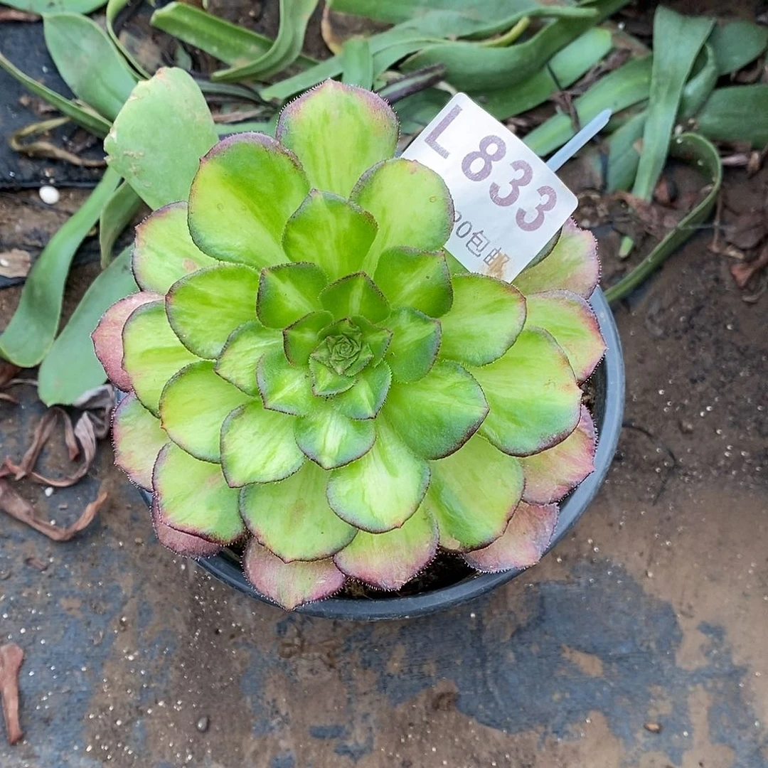 833海王七彩嫁接多肉植物