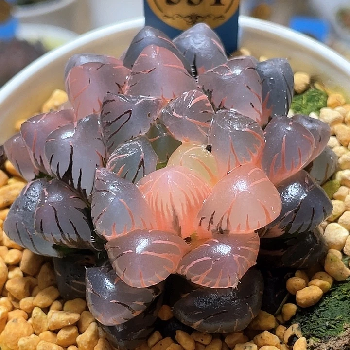 531潘氏冰燈錦母本