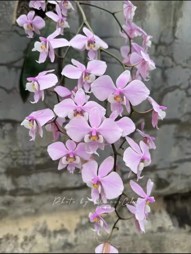 原生花苗【山菜西漏风交品】1.7寸杯不带花剑根一般可挑苗