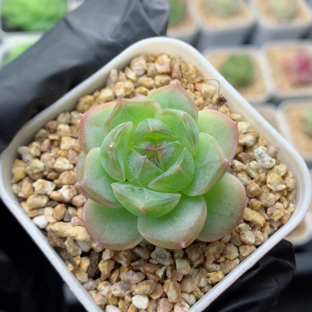 58包邮  群生不包整糖心21