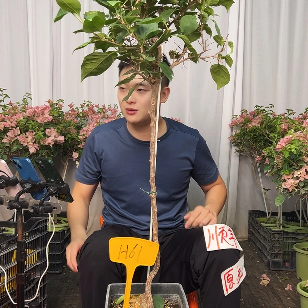 齐***本当前无花栽培后可以开花H61不甜