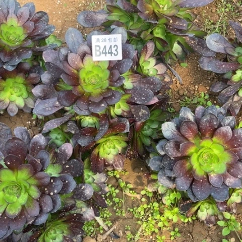 443赤焰莲不包断枝