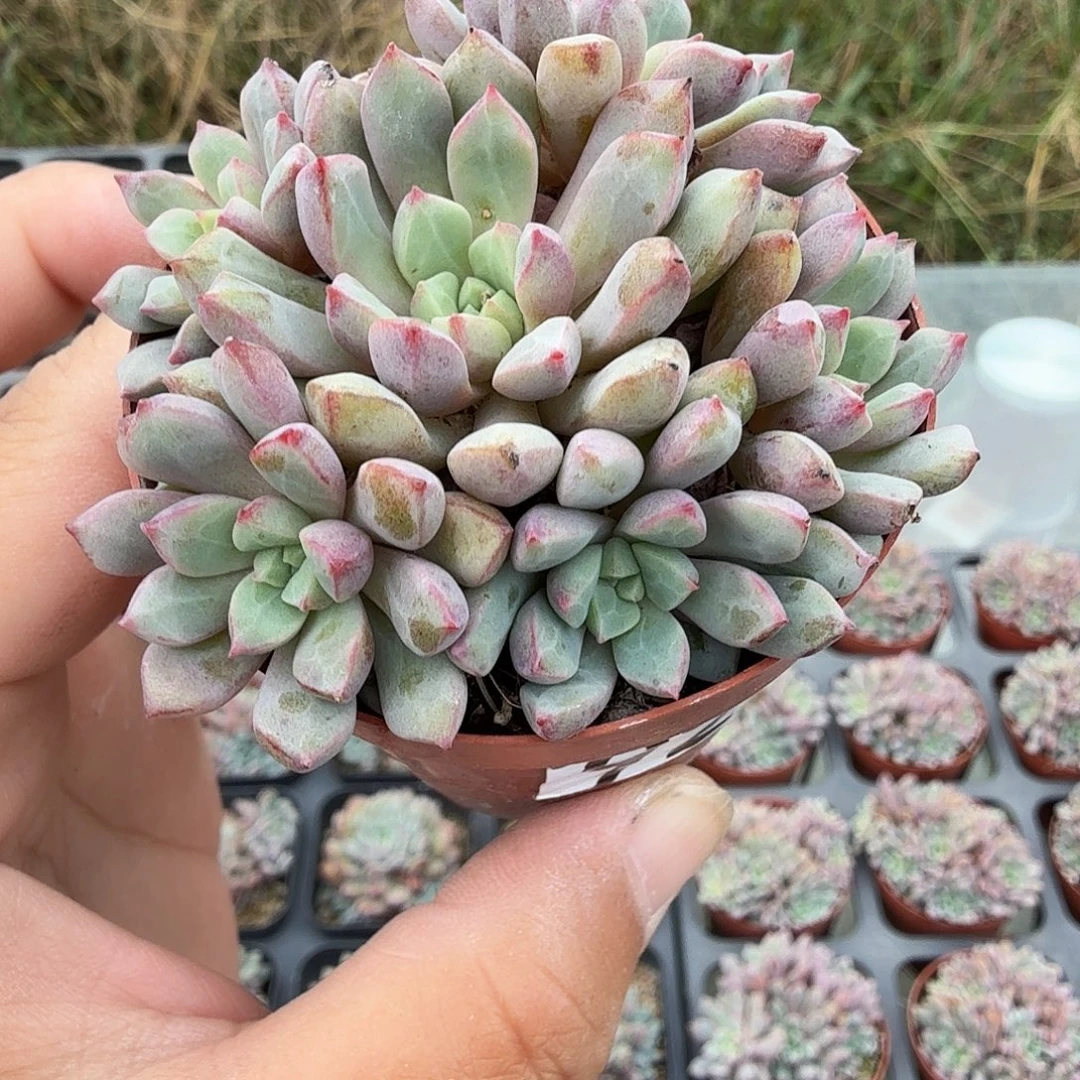 924蓝宝石群满20包邮