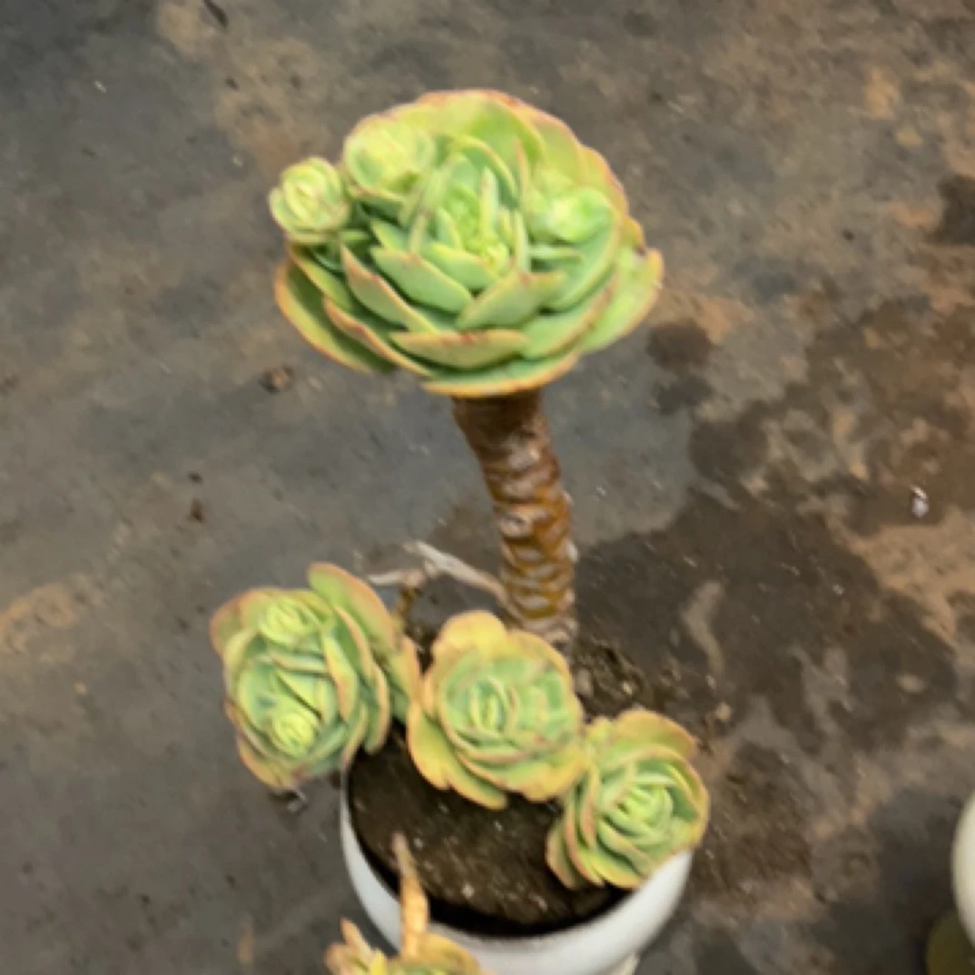 精品多肉老桩【老桩鸡蛋碧桃】中号整桩无砍【轻微断枝不售后】