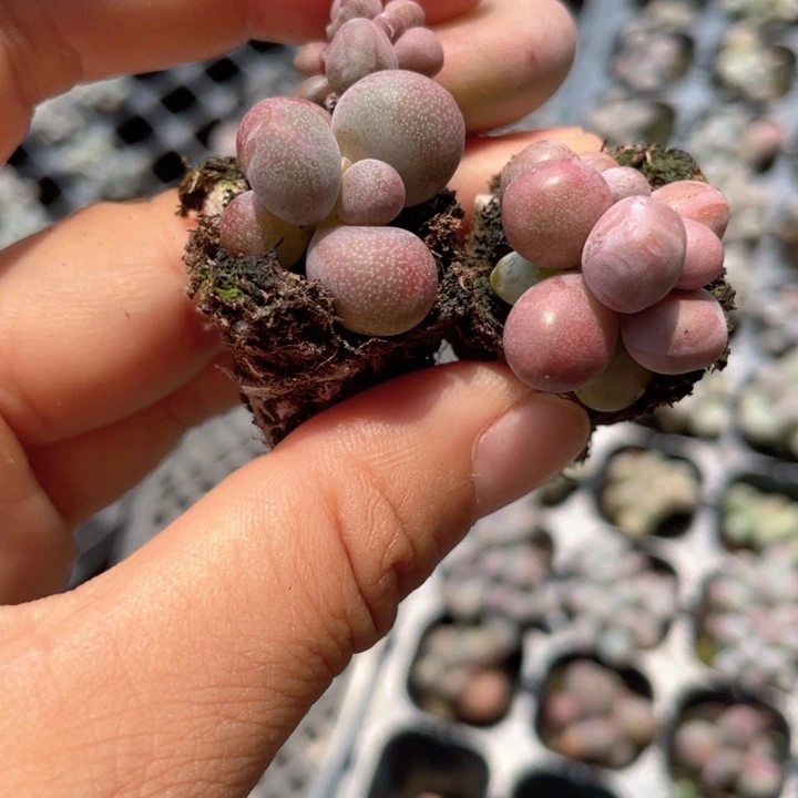 晚***晚一物一拍糖果2颗满18包邮