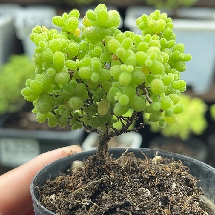 002蜜桔糖球优选枝干番杏